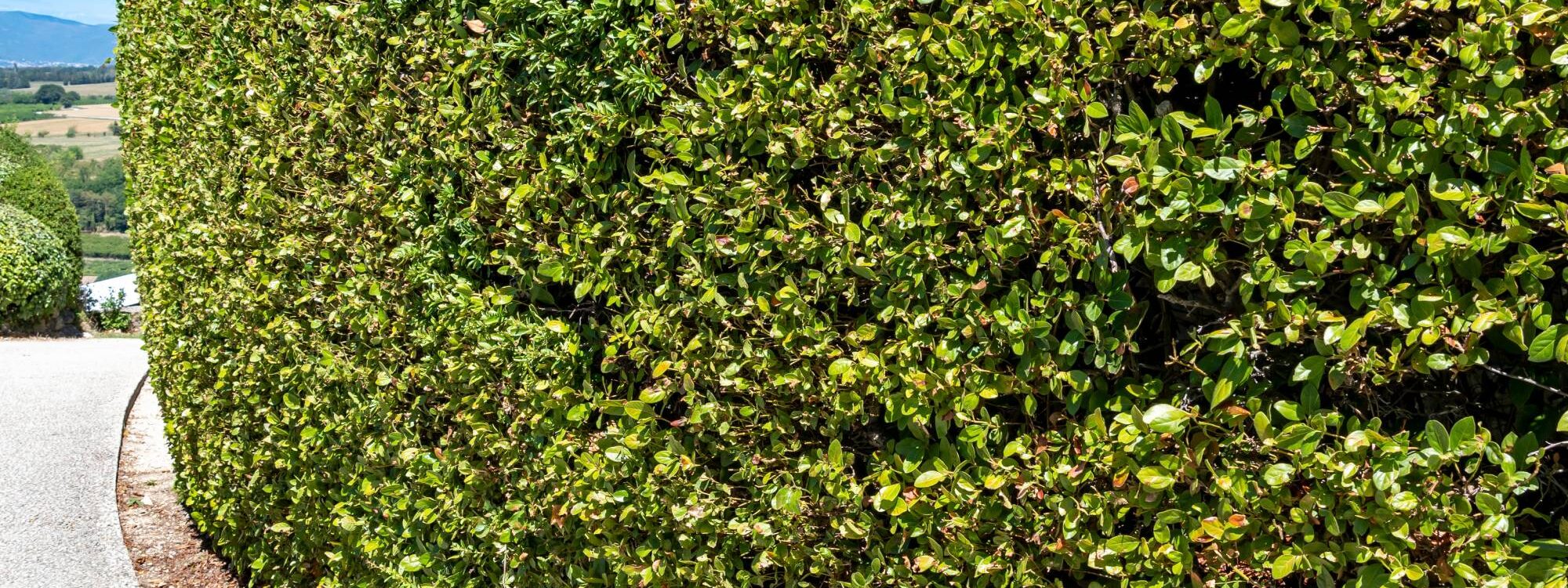 Comment r&eacute;ussir le taillage de ses haies ? Colmar