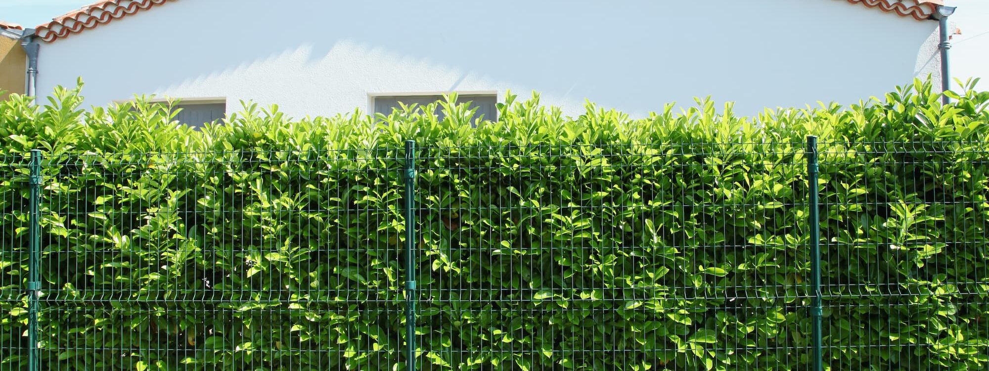 Cl&ocirc;ture v&eacute;g&eacute;tale : comment associer haies et grillage pour plus d&rsquo;intimit&eacute; ? Riedisheim