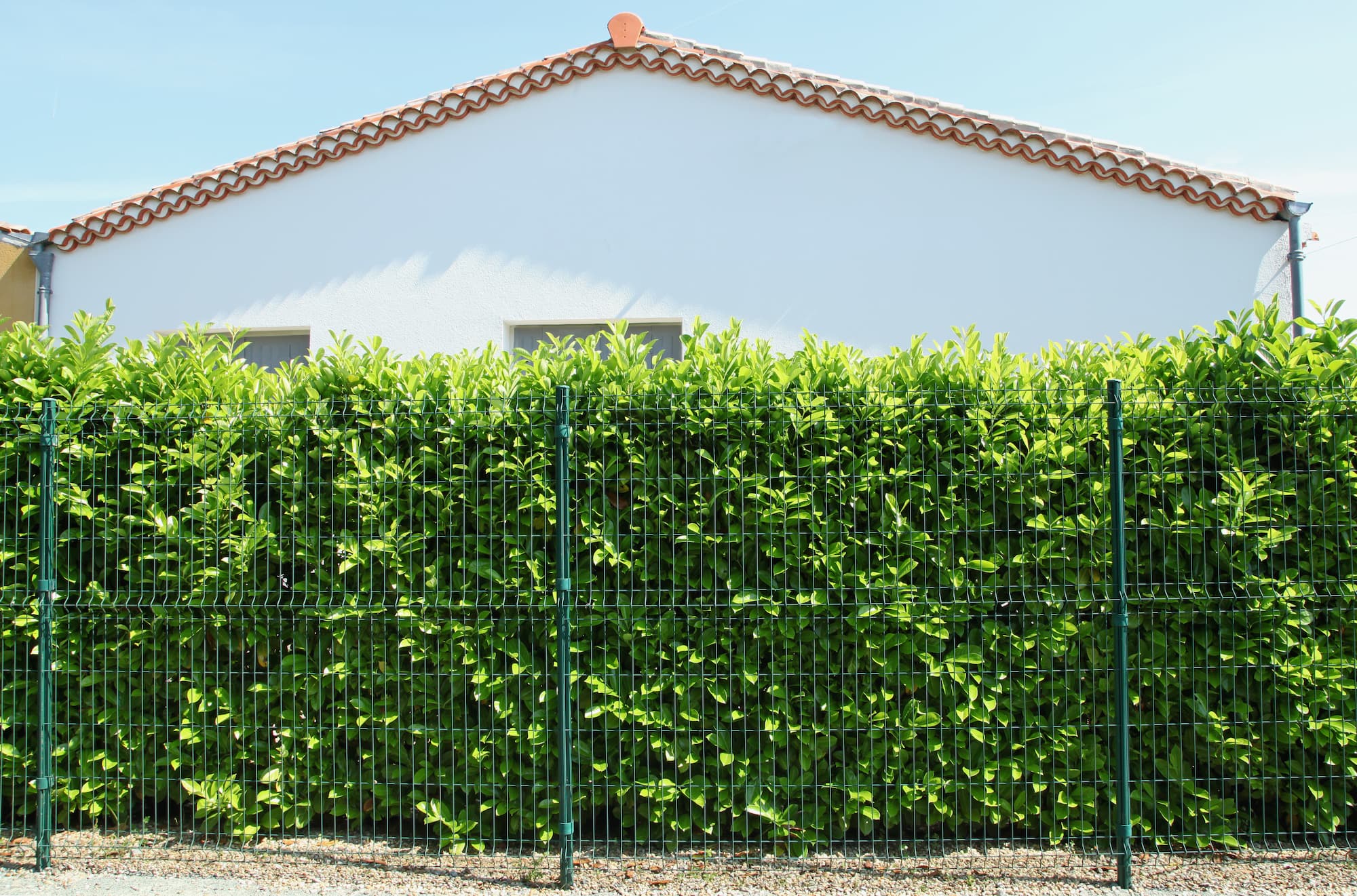 Cl&ocirc;ture v&eacute;g&eacute;tale : comment associer haies et grillage pour plus d&rsquo;intimit&eacute; ? Riedisheim 0